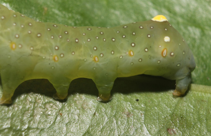 Figura 13.Larva <i> Heterochroma Poole</i></i> (Noctuidae), tercer estadío posición lateral tracera, mide 40 mm aproximadamente. Planta hospedera <i>Smilax spinosa</i></i> (Smilacaceae).Voucher:18-SRNP-46399-DHJ719460.jpg.