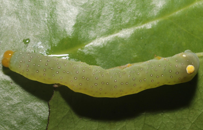 Figura 14.Larva <i> Heterochroma Poole</i></i> (Noctuidae), tercer estadío posición dorsal, mide 40 mm aproximadamente. Planta hospedera <i>Smilax spinosa</i></i> (Smilacaceae).Voucher:18-SRNP-46399-DHJ719463.jpg.