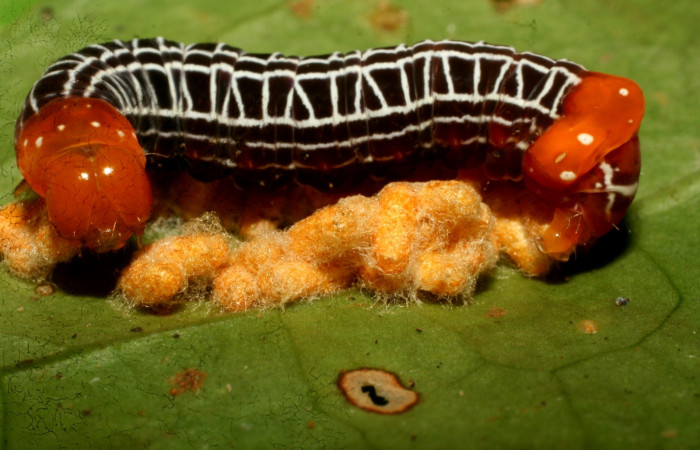 Figura 15.Larva parasitada <i> Heterochroma sarepta</i></i> (Noctuidae) por (Braconidae) <i>Glyptapanteles henrytownes</i></i>, último estadío posición lateral, mide 28 mm aproximadamente. Planta hospedera <i>Smilax mollis</i></i> (Smilacaceae).Voucher:10-SRNP-30348-DHJ467389.jpg.