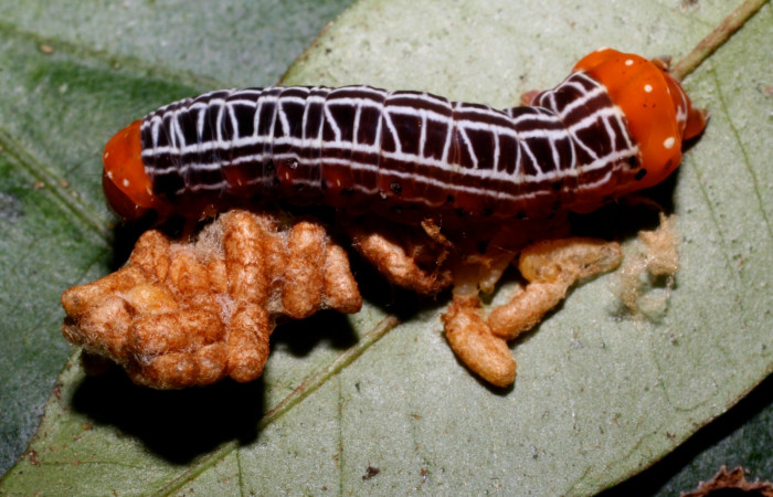 Figura 16.Larva parasitada <i> Heterochroma sarepta</i></i> (Noctuidae) por (Braconidae) <i>Glyptapanteles henrytownes</i></i>, último estadío posición lateral, mide 28 mm aproximadamente. Planta hospedera <i>Smilax mollis</i></i> (Smilacaceae). Voucher: 10-SRNP-35892-DHJ474513.jpg.