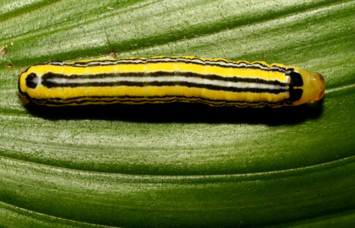 Figura 2. Larva <i>Heterochroma amphion</i></i> (Noctuidae), cuarto estadío posición dorsal, mide 27 mm aproximadamente. Planta hospedera <i>Sobralia mucronata</i></i> (Orchidaceae). Voucher:10-SRNP-70205-DHJ467633.jpg.