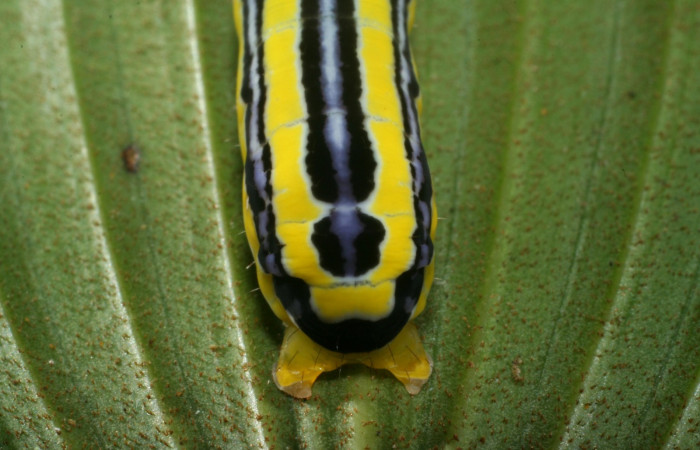 Figura 3. Larva <i>Heterochroma amphion</i></i> (Noctuidae), cuarto estadío posición patas traceras, mide 27 mm aproximadamente. Planta hospedera <i>Sobralia mucronata</i></i> (Orchidaceae). Voucher:11-SRNP-69449-DHJ483581.jpg