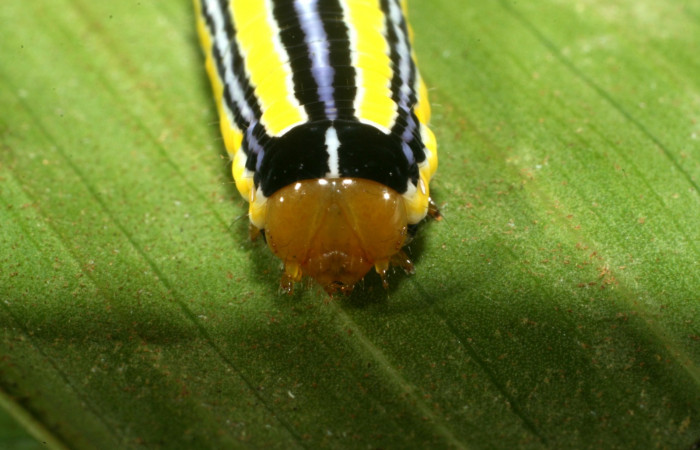 Figura 4. Larva <i>Heterochroma amphion</i></i> (Noctuidae), cuarto estadío posición la cabeza frontal, mide 27 mm aproximadamente. Planta hospedera <i>Sobralia mucronata</i></i> (Orchidaceae). Voucher: 11-SRNP-69449-DHJ483580.JPG.