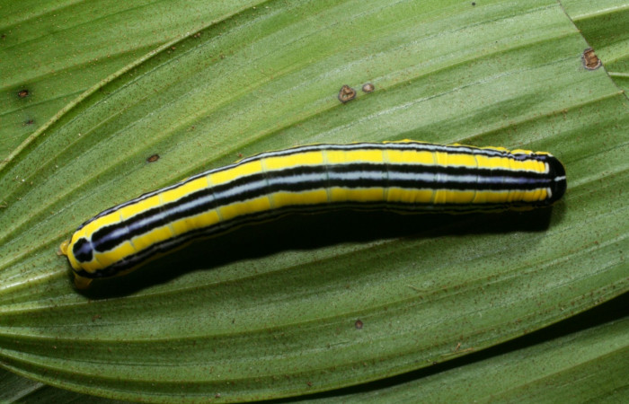 Figura 5. Larva <i>Heterochroma amphion</i></i> (Noctuidae), cuarto estadío posición la cabeza lateral, mide 27 mm aproximadamente. Planta hospedera <i>Sobralia mucronata</i></i> (Orchidaceae). Voucher: 11-SRNP-69449-DHJ483582.JPG.