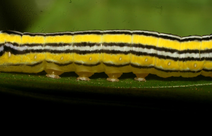 Figura 6. Larva <i>Heterochroma amphion</i></i> (Noctuidae), cuarto estadío posición la cabeza lateral, mide 27 mm aproximadamente. Planta hospedera <i>Sobralia mucronata</i></i> (Orchidaceae). Voucher:10-SRNP-70205-DHJ467641.jpg.