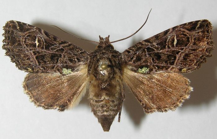 Figura 7. Mariposa <i>Heterochroma amphion</i></i> (Noctuidae), color café con manchas negras, mide 38 mm aproximadamente. Voucher:10-SRNP-70450-DHJ539878.