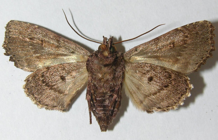 Figura 8. Mariposa <i>Heterochroma amphion</i></i> (Noctuidae), adulto de color café con manchas negras, mide 38 mm aproximadamente. Voucher:10-SRNP-70450-DHJ539879.