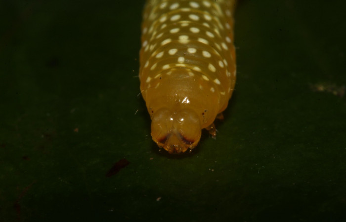 Figura 9.Larva <i> Heterochroma Poole</i></i> (Noctuidae), tercer estadío posición la cabeza frontal, mide 15 mm aproximadamente. Planta hospedera <i>Smilax spinosa</i></i> (Smilacaceae). Voucher:18-SRNP-46399-DHJ719326.jpg.