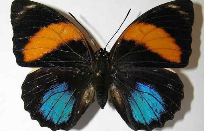 Fig. 10. Adulto <i>Prepona philatelica</i></i> vista dorsal. Voucher: 10-SRNP-31684-DHJ528738.jpg 