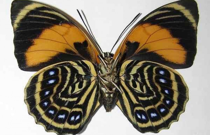 Fig. 11.  Adulto <i>Prepona philatelica</i></i> vista ventral. Voucher: 10-SRNP-31684-DHJ528739.jpg