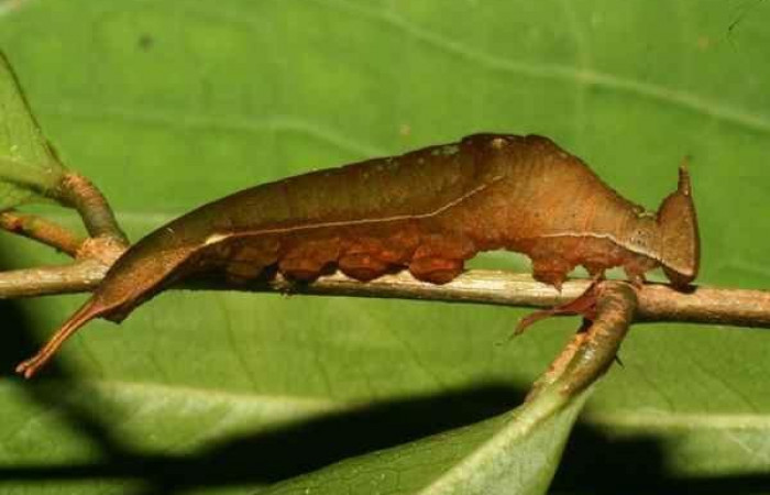 Fig. 1  Larva <i>Prepona philatelica</i></i>  último estadío. Vista lateral  Voucher: 10-SRNP-21514-DHJ471447.jpg 