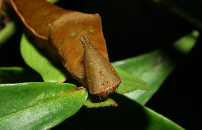 Fig. 2  Larva <i>Prepona philatelica</i></i>  último estadío. Vista cabeza frontal.  Voucher:  06-SRNP-31656-DHJ412762.jpg