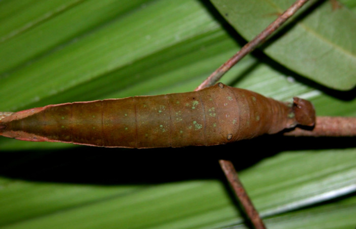 Fig. 3  Larva <i>Prepona philatelica</i></i>DHJ02,  último estadío, vista dorsal.  Voucher:  03-SRNP-30102-DHJ401334.jpg