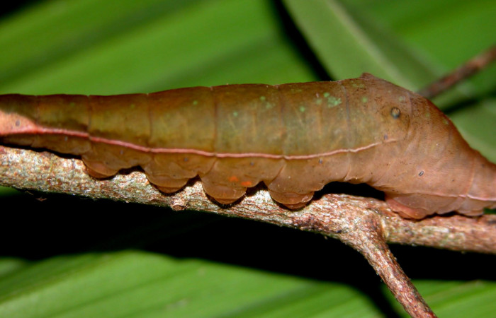 Fig. 4  Larva <i>Pr,epona philatelica</i></i>DHJ02  último estadío, vista lateral.  Voucher:  03-SRNP-30102-DHJ401334.jpg