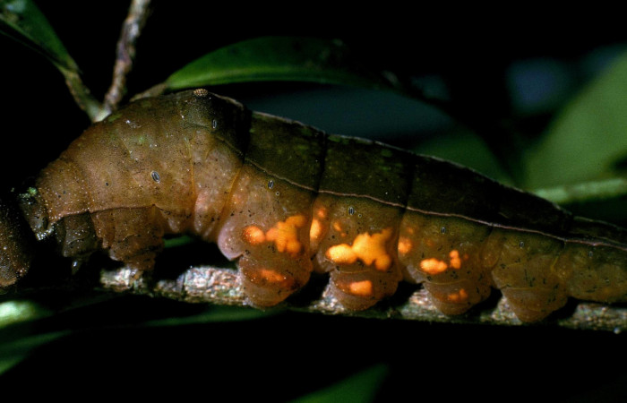 Fig. 5  Larva <i>Prepona philatelica</i></i>DHJ01,  último estadío, vista lateral, mostrando manchas entre diferencias entre especies.   Voucher:  04-SRNP-32315-DHJ83766.jpg