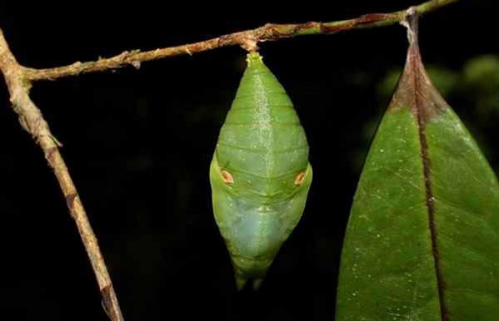 Fig. 6 Pupa <i>Prepona philatelica</i></i>. Vista dorsal. 10-SRNP-31684-DHJ476982.jpg