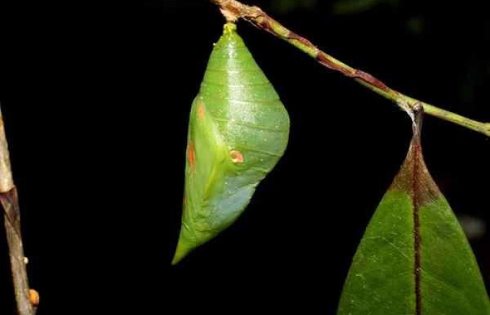 Fig. 7. Pupa <i>Prepona philatelica</i></i>. Vista lateral. Voucher: 10-SRNP-31684-DHJ476981.