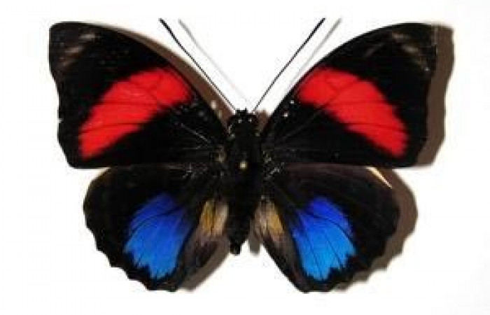 Fig. 8. Adulto <i>Prepona philatelica</i></i>. Vista dorsal. Voucher: 03-SRNP-30102-DHJ96312.jpg 