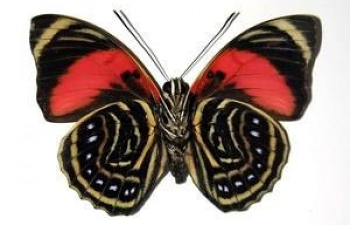 Fig. 9. Voucher: 03-SRNP-30102-DHJ96313. Adulto <i>Prepona philatelica</i></i>. Vista ventral 