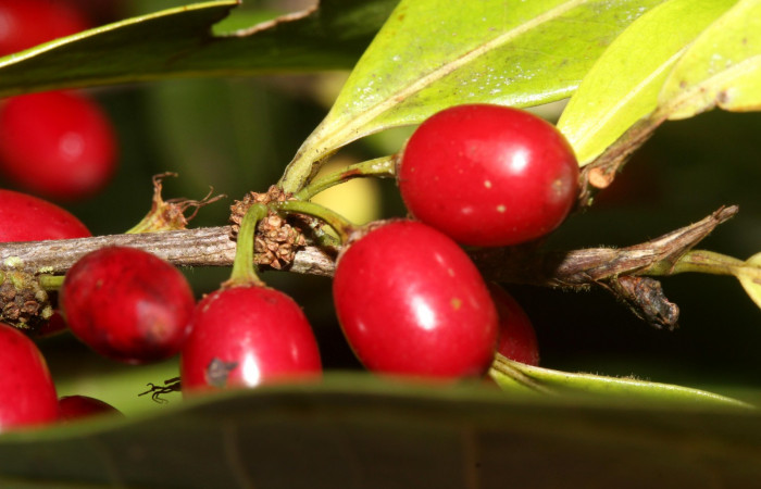 Fig.10 Forma elongada de frutos <i>Erythroxylum macrophyllum</i></i>, Estación Pitilla, Area de Conservación Guanacaste, Noviembre 2019.