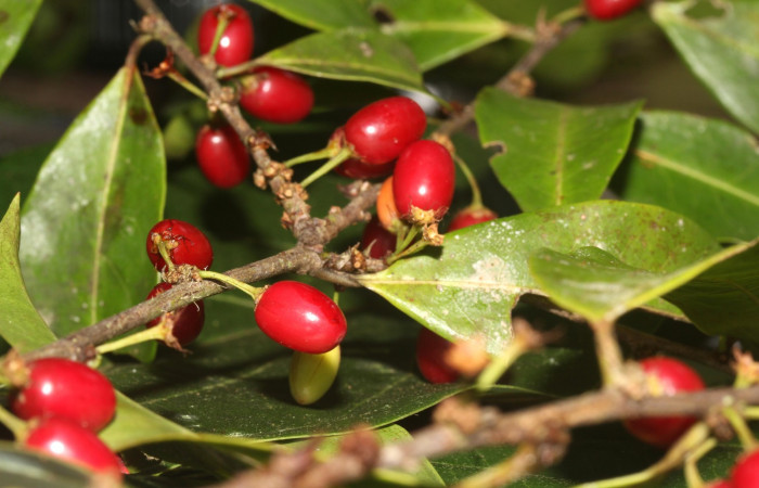 Fig.1 Abundancia de frutos <i>Erythroxylum macrophyllum</i></i>, Estación Pitilla, Area de Conservación Guanacaste, Noviembre 2019.