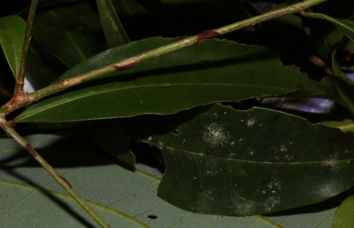 Fig.2 Caracteristica forma de estípulas. <i>Erythroxylum macrophyllum</i></i>, Estación Pitilla, Area de Conservación Guanacaste, Noviembre 2019
