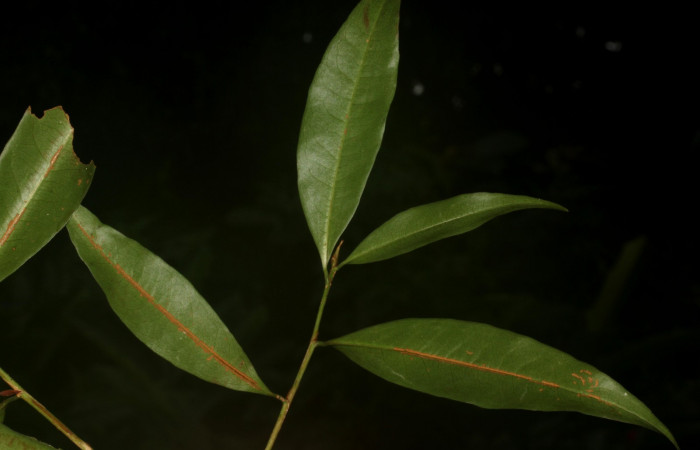 Fig.3 Posición de hojas.<i>Erythroxylum macrophyllum</i></i>, Estación Pitilla, Area de Conservación Guanacaste, Noviembre 2019.