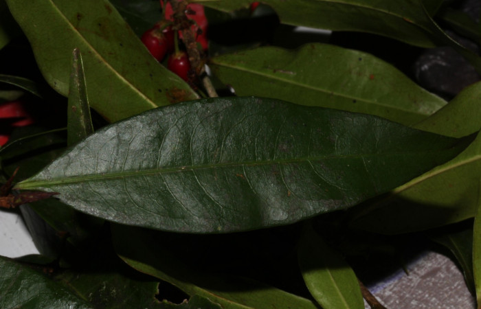 Fig.4 Hojas haz de <i>Erythroxylum macrophyllum</i></i>, Estación Pitilla, Area de Conservación Guanacaste, Noviembre 2019.
