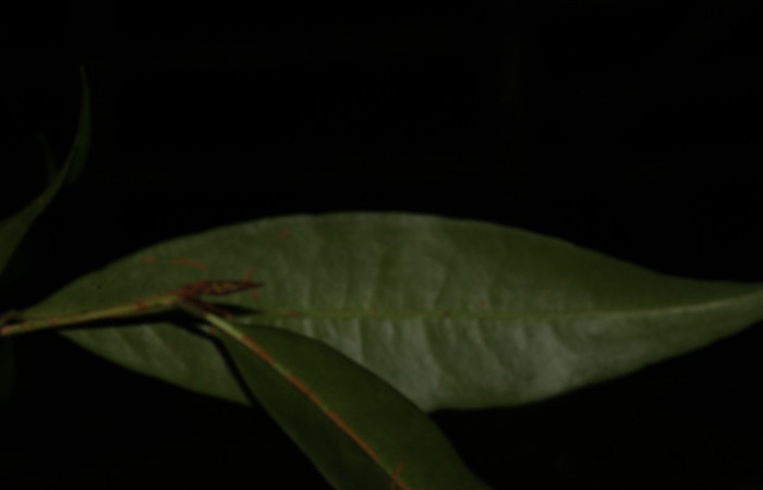Fig.5 Hojas envés de <i>Erythroxylum macrophyllum</i></i>, Estación Pitilla, Area de Conservación Guanacaste, Noviembre 2019.
