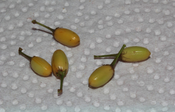 Fig.6 Frutos  inmaduros de <i>Erythroxylum macrophyllum</i></i>, Estación Pitilla, Area de Conservación Guanacaste, Noviembre 2019.