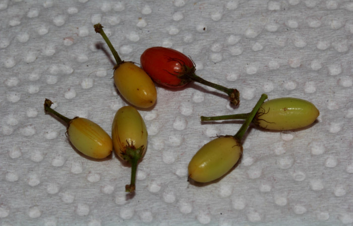 Fig.7 Variación de frutos <i>Erythroxylum macrophyllum</i></i>, Estación Pitilla, Area de Conservación Guanacaste, Noviembre 2019.