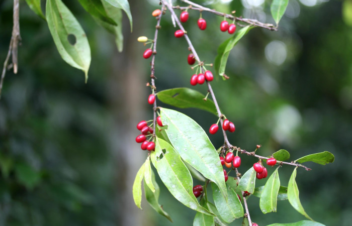  Fig.8 Ramas con frutos de <i>Erythroxylum macrophyllum</i></i>, Estación Pitilla, Area de Conservación Guanacaste, Noviembre 2019.
