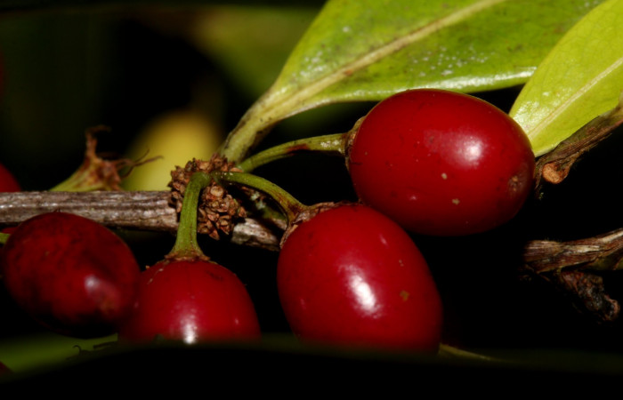 Fig.9  Posición de frutos de <i>Erythroxylum macrophyllum</i></i>, Estación Pitilla, Area de Conservación Guanacaste, Noviembre 2019