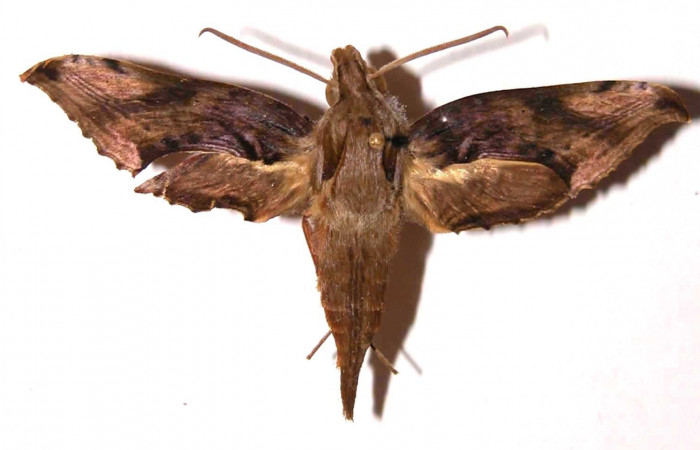 Fig. 4. Adulto <i>Xylophanes godmani</i></i>, posición dorsal, macho. Area de Conservación Guanacaste, Sector Cacao, Sendero Toma Agua, elevación 1140 m.s.n.m.  (97-SRNP-523-DHJ35450).