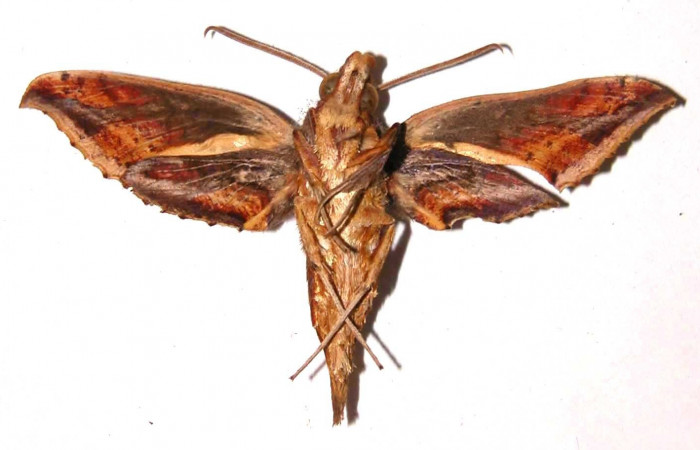 Fig. 5. Adulto <i>Xylophanes godmani</i></i>, posición ventral, macho. Area de Conservación Guanacaste, Sector Cacao, Sendero Toma Agua, elevación 1140 m.s.n.m.  (97-SRNP-523-DHJ35451).