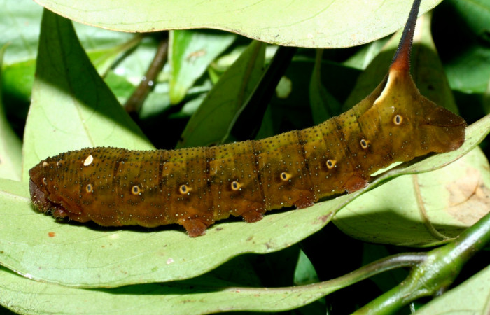 Fig. 20. Larva U estadío <i>Xylophanes rhodina</i></i>, posición lateral. Area de Conservación Guanacaste, Sector Cacao, Sendero Cima, elevación 1460 m.s.n.m.  (09-SRNP-36098-DHJ455997.jpg).
