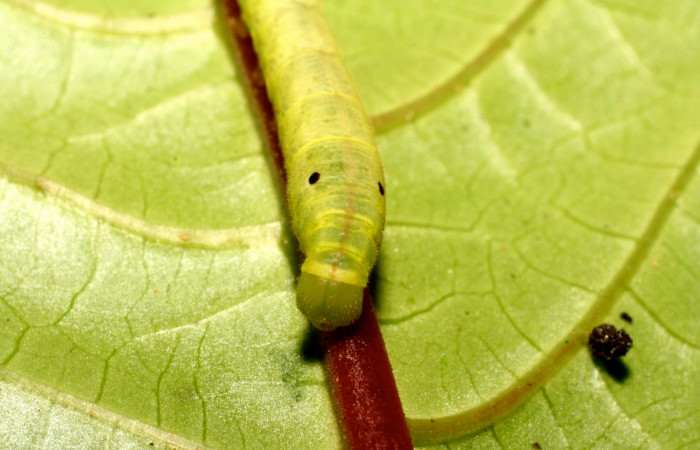 Fig. 8. Larva PPU estadío <i>Xylophanes godmani</i></i>, posición frontal. Area de Conservación Guanacaste, Sector Cacao, Sendero Derrumbe, elevación 1220 m.s.n.m.  (10-SRNP-35225-DHJ472459.jpg).