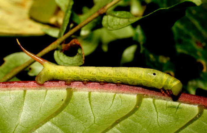 Fig. 6. Larva PPU estadío <i>Xylophanes godmani</i></i>, posición lateral. Area de Conservación Guanacaste, Sector Cacao, Sendero Derrumbe, elevación 1220 m.s.n.m.  (10-SRNP-35225-DHJ472460.jpg).