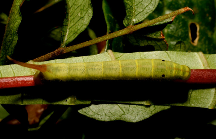 Fig. 7. Larva PPU estadío <i>Xylophanes godmani</i></i>, posición dorsal. Area de Conservación Guanacaste, Sector Cacao, Sendero Derrumbe, elevación 1220 m.s.n.m.  (10-SRNP-35225-DHJ472462.jpg).