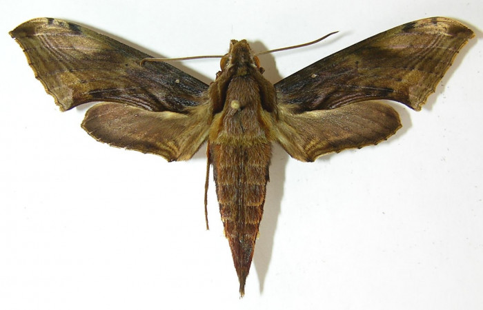 Fig. 21. Adulto <i>Xylophanes godmani</i></i>, posición dorsal. Area de Conservación Guanacaste, Sector Cacao, Sendero Derrumbe, elevación 1220 m.s.n.m.  (10-SRNP-35225-DHJ530816).