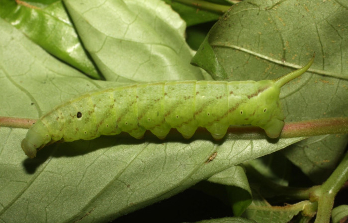 Fig. 9. Larva PU estadío <i>Xylophanes godmani</i></i>, posición lateral. Area de Conservación Guanacaste, Sector Pitilla, Sendero Orosilito, elevación 900 m.s.n.m.  (11-SRNP-31400-DHJ482420.jpg).