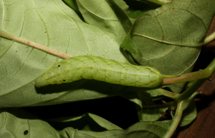 Fig. 10. Larva PU estadío <i>Xylophanes godmani</i></i>, posición dorsal. Area de Conservación Guanacaste, Sector Pitilla, Sendero Orosilito, elevación 900 m.s.n.m.  (11-SRNP-31400-DHJ482421.jpg).