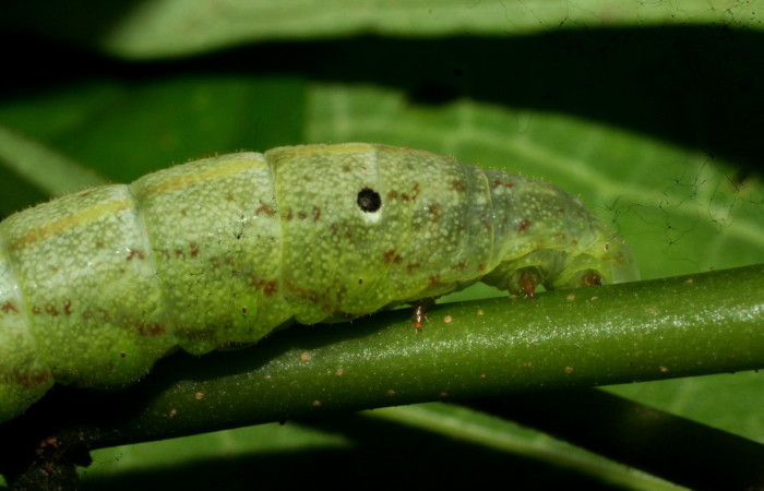 Fig. 11. Larva PU estadío <i>Xylophanes godmani</i></i>, posición lateral. Area de Conservación Guanacaste, Sector Pitilla, Sendero Orosilito, elevación 900 m.s.n.m.  (11-SRNP-31400-DHJ482427.jpg).