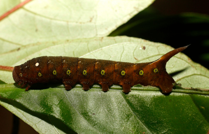 Fig. 19. Larva U estadío <i>Xylophanes godmani</i></i>, posición lateral. Area de Conservación Guanacaste, Sector Pitilla, Sendero Orosilito, elevación 900 m.s.n.m.  (14-SRNP-30118-DHJ802112.jpg).