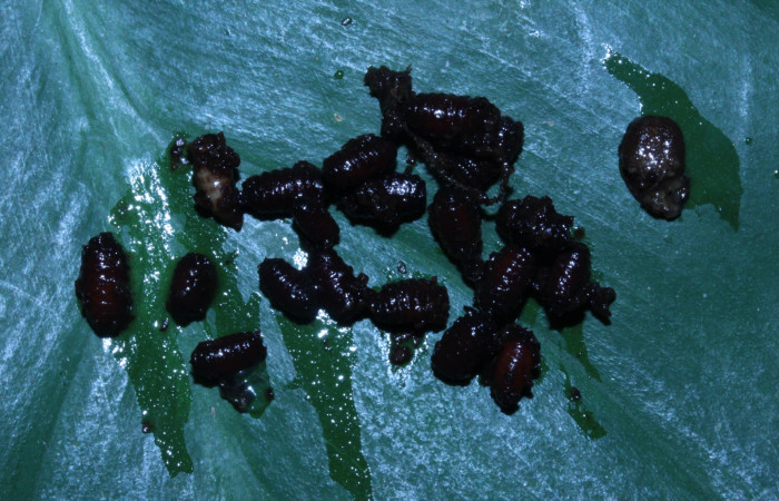 Fig. 23. Puparias de mosca Tachinidae <i>Drino</i></i> Wood06DHJ01, parásito de larva <i>Xylophanes godmani</i></i>, Area de Conservación Guanacaste, Sector Pitilla, Sendero Orosilito, elevación 900 m.s.n.m  (14-SRNP-30433-DHJ720661.jpg).