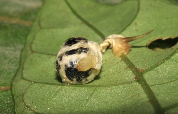 Fig. 24. Capullo de parásito de la familia Ichneumonidae, <i>Cryptophion</i></i> inaequalipesDHJ01, parásito de larva <i>Xylophanes godmani</i></i>. Area de Conservación Guanacaste, Sector Pitilla, Sendero Orosilito, elevación 900 m.s.n.m.  (15-SRNP-30357-DHJ721670.jpg).
