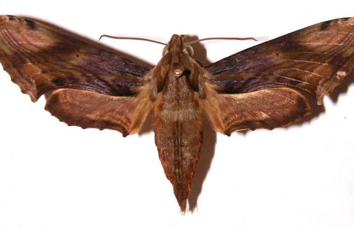 Fig. 2. Adulto <i>Xylophanes godmani</i></i>, posición dorsal, hembra. Area de Conservación Guanacaste, Sector Cacao, Sendero Derrumbe, elevación 1220 m.s.n.m.  (97-SRNP-523-DHJ35446).