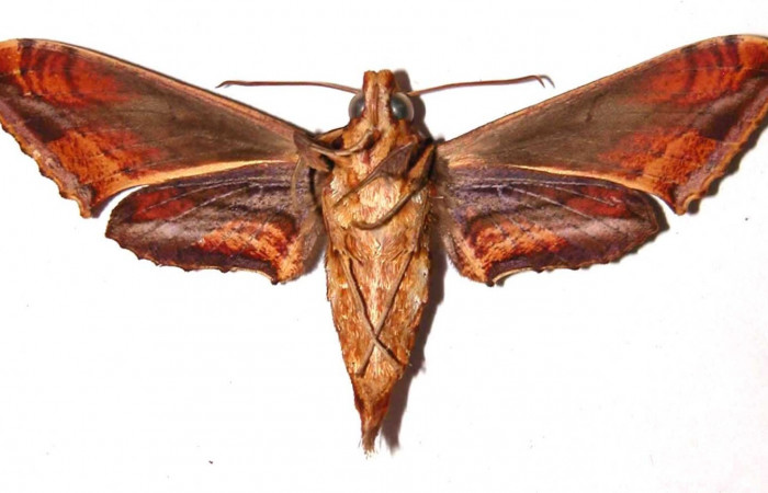 Fig. 3. Adulto <i>Xylophanes godmani</i></i>, posición ventral, hembra. Area de Conservación Guanacaste, Sector Cacao, Sendero Derrumbe, elevación 1220 m.s.n.m.  (97-SRNP-523-DHJ35447).