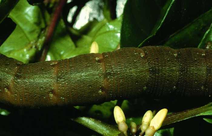 Fig. 12. Larva U estadío <i>Xylophanes godmani</i></i>, posición dorsal. Area de Conservación Guanacaste, Sector Cacao, Sendero Derrumbe, elevación 1220 m.s.n.m.  (97-SRNP-523-DHJ40109.jpg).