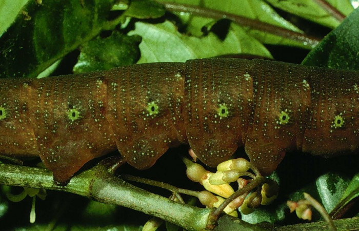 Fig. 13. Larva U estadío <i>Xylophanes godmani</i></i>, posición lateral. Area de Conservación Guanacaste, Sector Cacao, Sendero Derrumbe, elevación 1220 m.s.n.m.  (97-SRNP-523-DHJ40121.jpg).